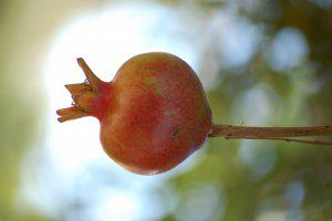 pomegranate