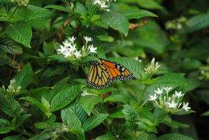 butterfly science park