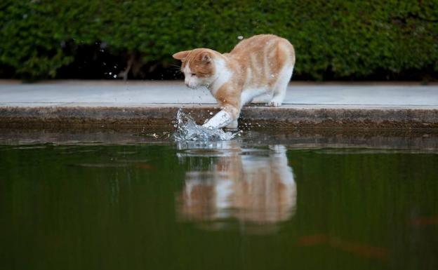 gatos de la alhambra