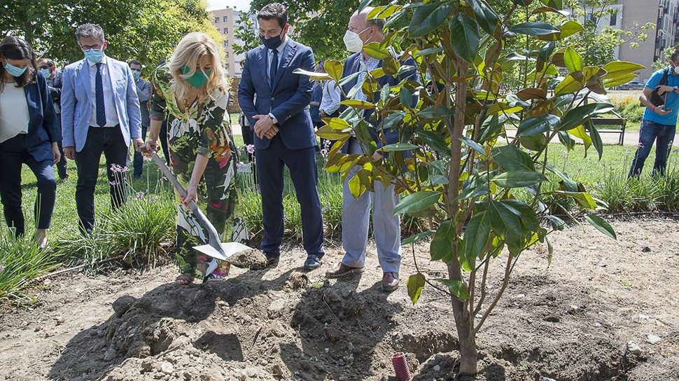 plantamos magnolios para compensar nuestra huella de carbono