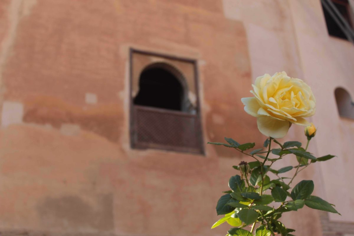 flowers in the Alhambra