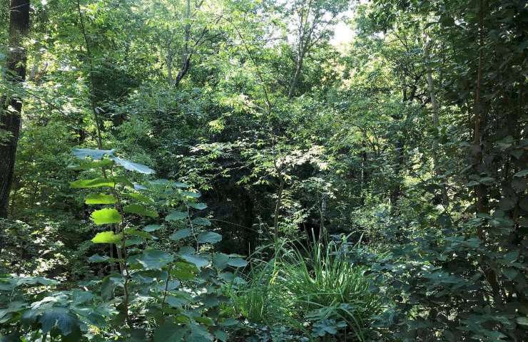 Forest of the Alhambra