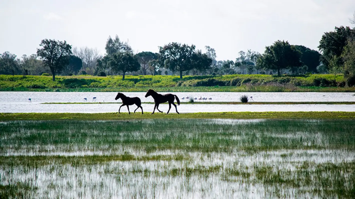 Parque Nacional de Doñana